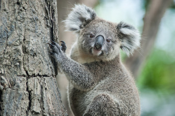 australian koala sit on tree, sydney, nsw, australia. exotic ico