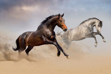 Wall Mural - couple of horse run on desert