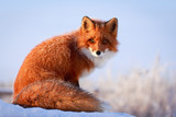 Fototapeta Zwierzęta - red fox