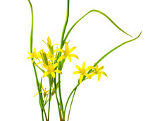 Yellow Star Of Bethlehem, Gagea Lutea The First Wild Spring Flow