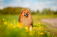 Pomeranian Dog On The Field