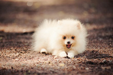 Small Pomeranian Puppy Lying
