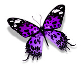Fototapeta Motyle - Violet butterfly , isolated on white