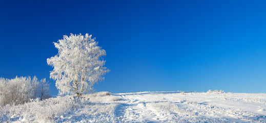 Wall Mural - winter landscape a panorama with the blue sky, a field and the o