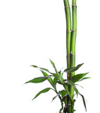 Fototapeta Sypialnia - Bamboo isolated on white background. Dracaena braunii
