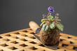 Still life with blooming violet and garden shovel
