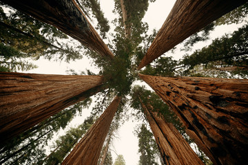 Canvas Print - Giant tree