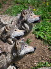 Grey Timber Wolves Pack Looking Up