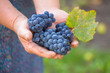 © kozirsky - Close up of the hands of a vintner or grape farmer inspecting th