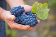 © kozirsky - Close up of the hands of a vintner or grape farmer inspecting th