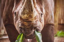 Old Rhino Portrait In Zoo