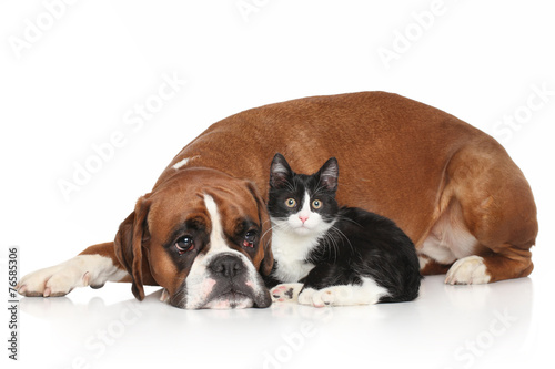 Obraz w ramie Dog and Cat together on white background