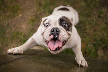 English bulldog trying to reach cookie