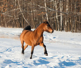 Fototapeta Konie - Horse in winter