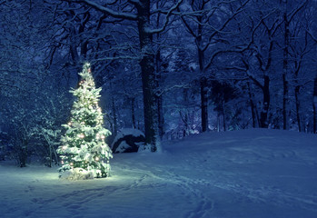 Christmas Tree in Snow