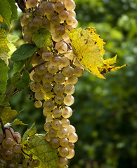  Dojrzałe białe winogrona