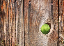 A Hole In A Wooden Picket Fence