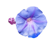 Morning Glory Ipomea Bud And Purple Flower Isolated On Black