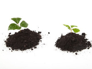 young plants in soil growing up on white background