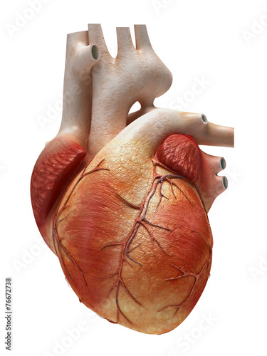 Naklejka - mata magnetyczna na lodówkę human heart isolated on white