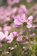Wall Mural - Field of beautiful colorful flowers