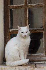 Fensterkatze 2