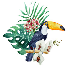 Pattern Toucan Parrot Tropical Jungle Nature Background