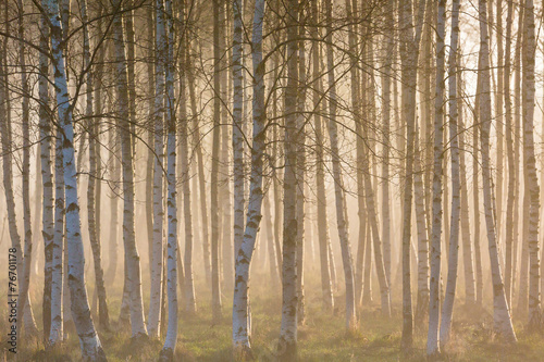 Fotografía Morning fog in the birch woods
