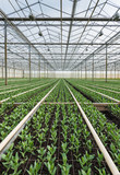 Small plants in a flower nursery