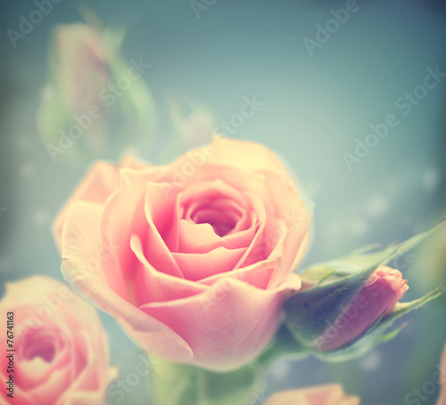 Naklejka dekoracyjna Beautiful pink roses. Vintage styled card design
