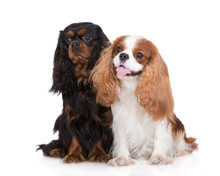 Two Cavalier King Charles Spaniel Dogs