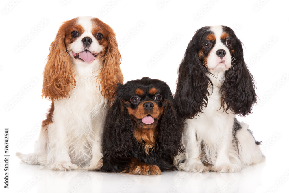 three cavalier king charles spaniel dogs - obrazy, fototapety, plakaty 