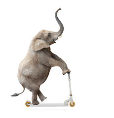 african elephant (loxodonta africana) riding a push scooter.