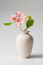 Lily In Vase