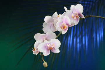 Wall Mural - Orchid flowers on dark colorful background