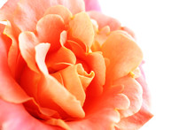 Beautiful Orange Rose Close-up