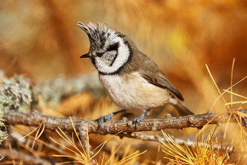 Sticker - Crested tit