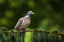 Common Wood Pigeon (Columba Palumbus)