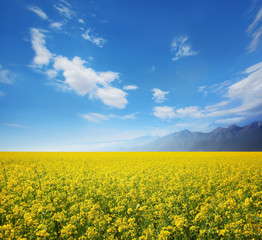 Canvas Print - Field of rapeseed against sky