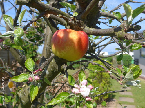 Mein kleiner Apfelbaum kaufen Sie dieses Foto und finden Sie ähnliche
