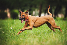 Rhodesian Ridgeback Dog Running In Summer