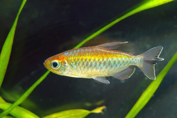 Sticker - Congo tetra fish in aquarium.