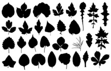 Set Of Different Leaves Isolated On White