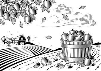 Wall Mural - Apple harvest landscape black and white