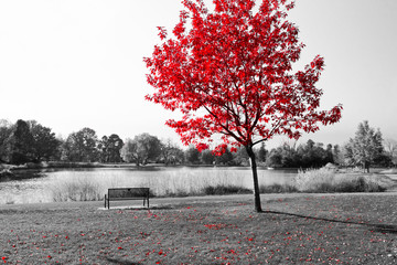 red tree over park bench
