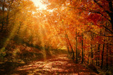 Fototapeta Las - Rays in autumn forest