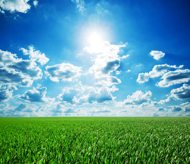 Wall Mural - green field