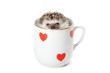 Hedgehog hiding in a cup decorated with red hearts