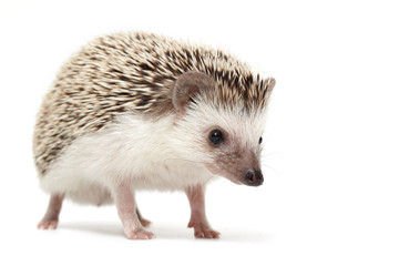 hedgehog sniffing around