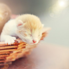 Wall Mural - Sweet little kitten in sun rays